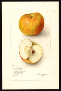 US Department of Agriculture's water color collections.