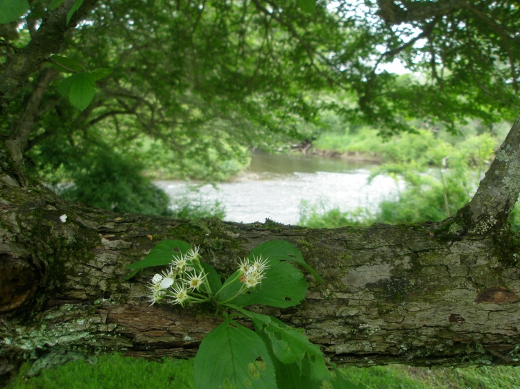 The Brokenstraw Creek, near the location of John Chapman's first apple tree nursery.