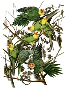Carolina parakeet, eastern subspecies, Audubon