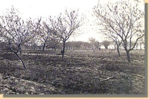 The peach orchard at Gettysburg.