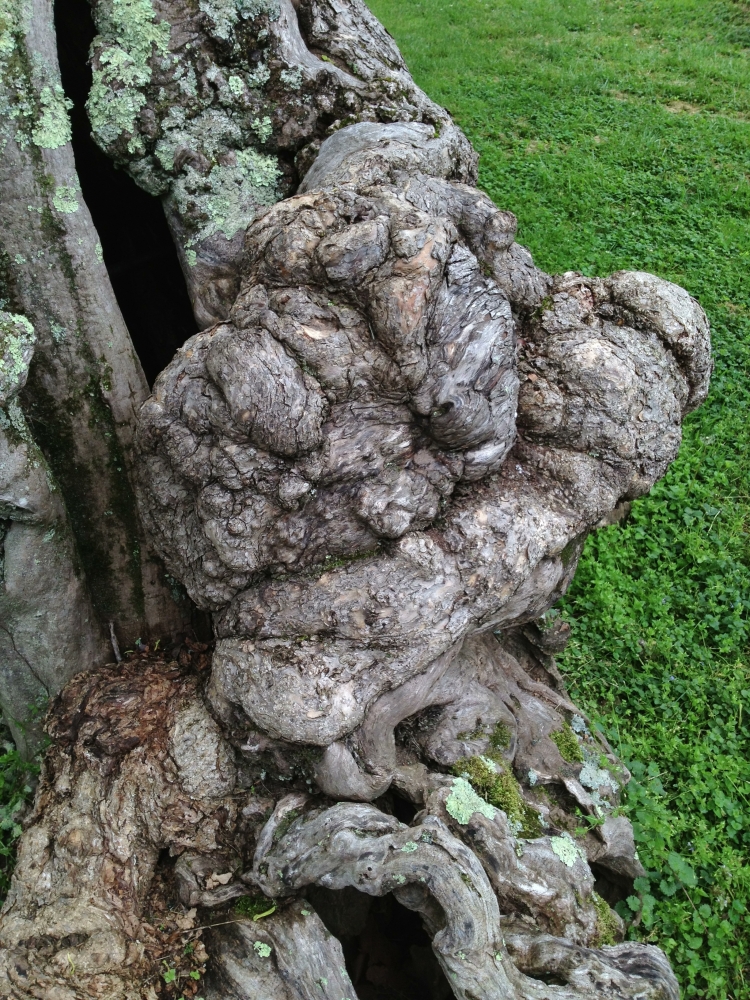 The gnarled, knotted bark of one of the last witnesses of the Battle of Fredericksburg.