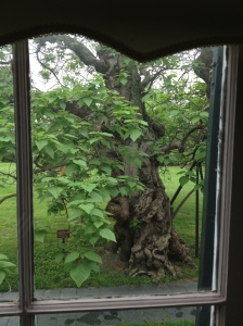 Whitman's catalpa tree from a parlor in Chatham Manor.