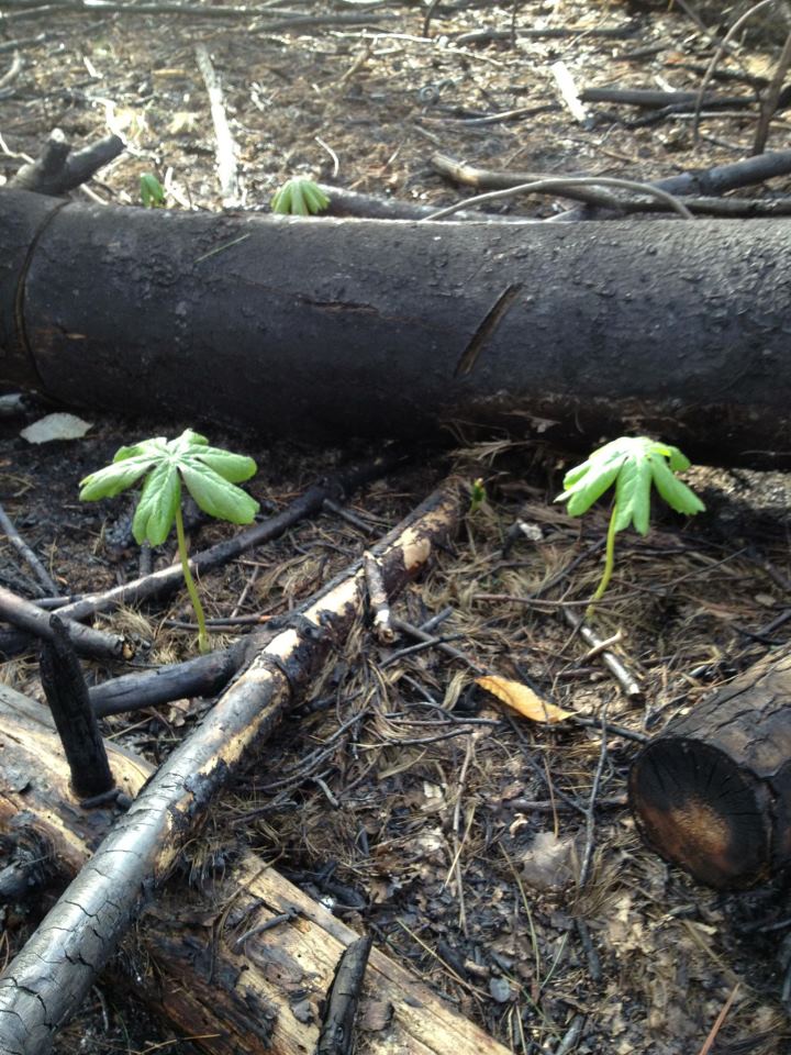 May Apples were the first plants to sprout from the forest floor after a recent fire.