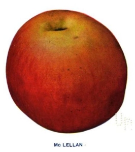 One of the heritage varieties planted in the new Piper Orchard was the McLellan, which has no connection to the Union's Commanding General at Antietam, George McClellan. Image from S.A. Beech, Apples of New York.