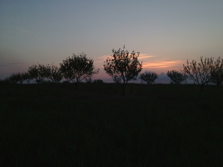 The new Piper Orchard at dawn, May 2013.