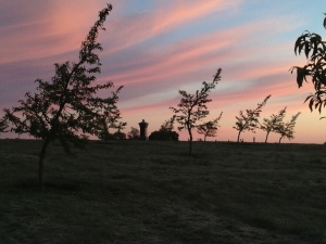 The new Sherfy orchard at dawn, May 2013
