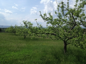 Heritage Apple Orchard at Belle Grove Plantation