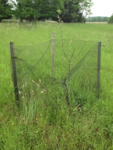 Deer have made quick work of the netting at Manassas