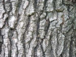 The bark of the Sweet Gum, sometimes called Alligator Wood.