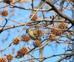 A nuthatch among the Sweet Gum balls.