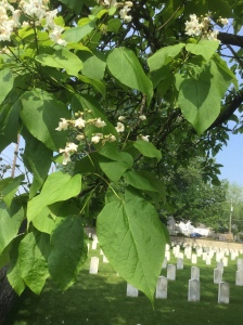 Southern Catalpa Tree in Camp Chase Cemetery